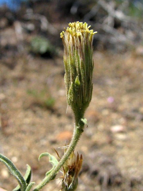 Brickellia
