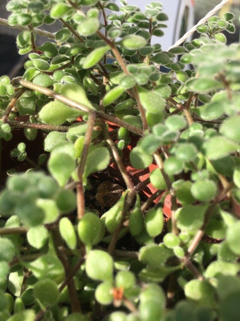 Crassula expansa 14