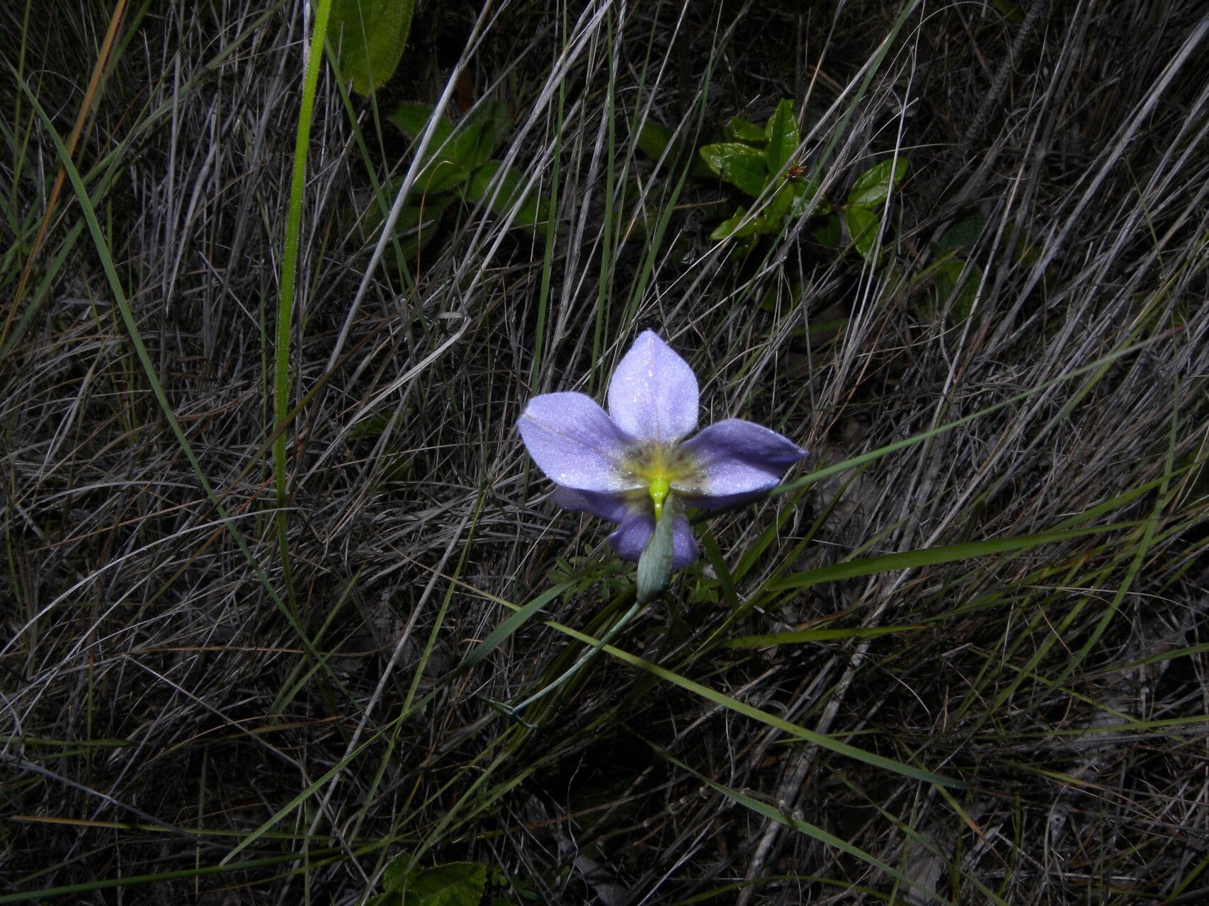 Cipura campanulata 3