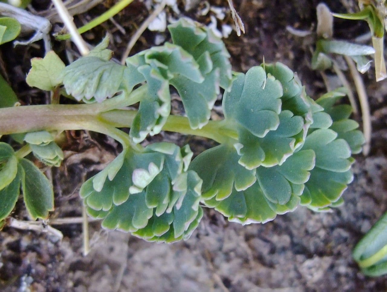 Callianthemum coriandrifolium 16