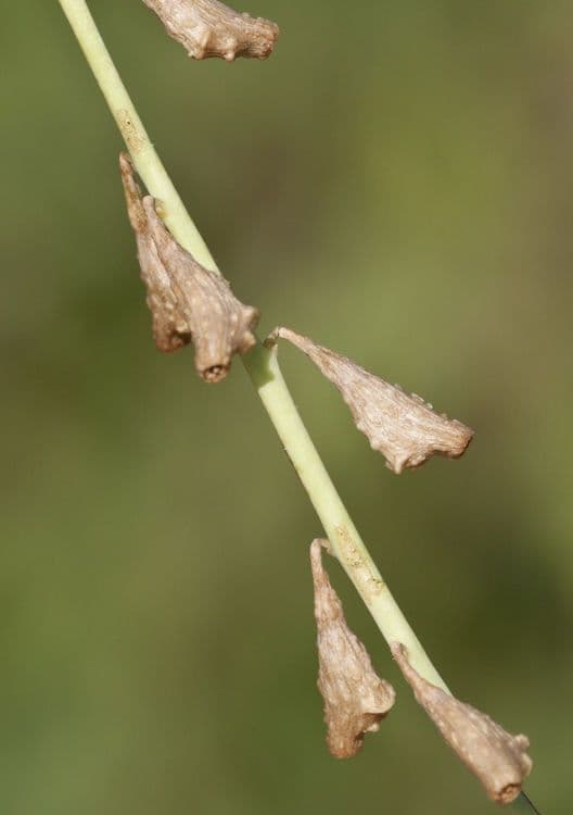 Cyphomeris