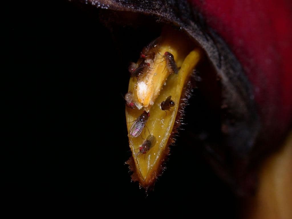 Helikonia brodata
