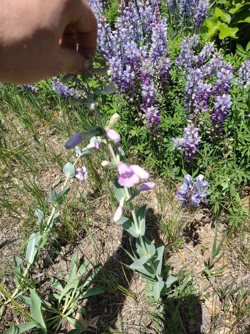 Penstemon grande 2
