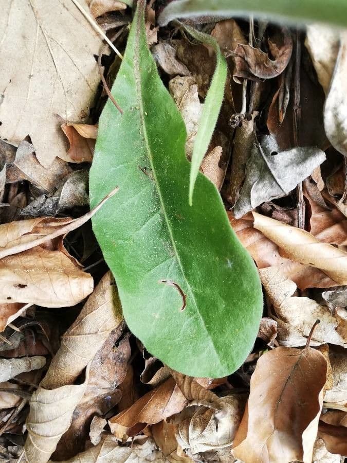Radicchiella preamorsa 3