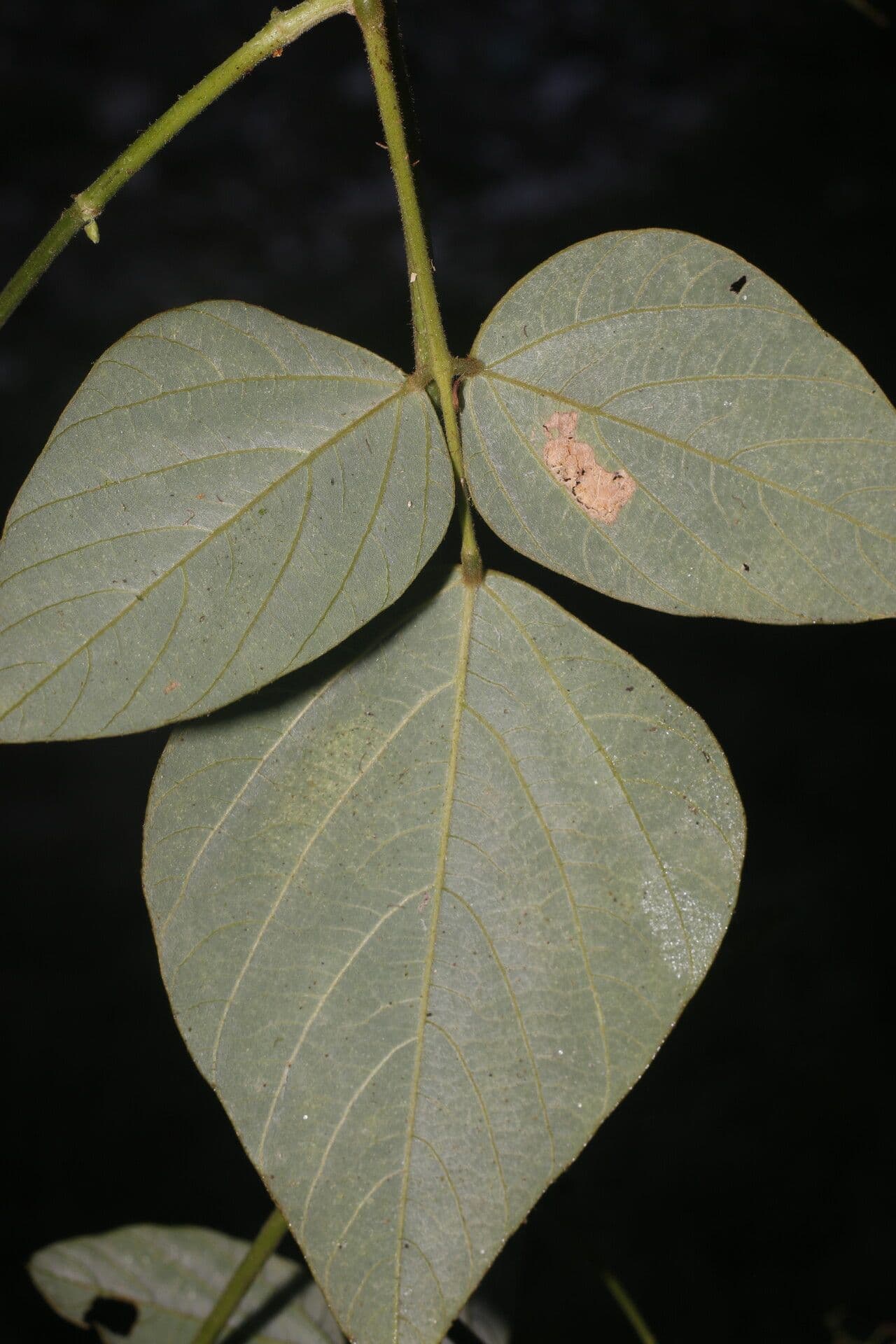Desmodium 10