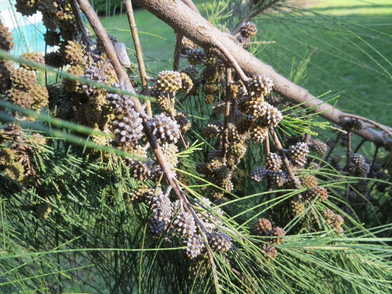 Casuarina di Cunningham 2