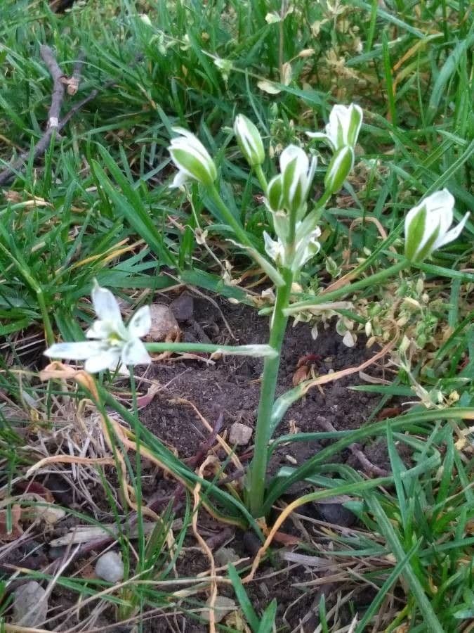 Dolden-Milchstern 27