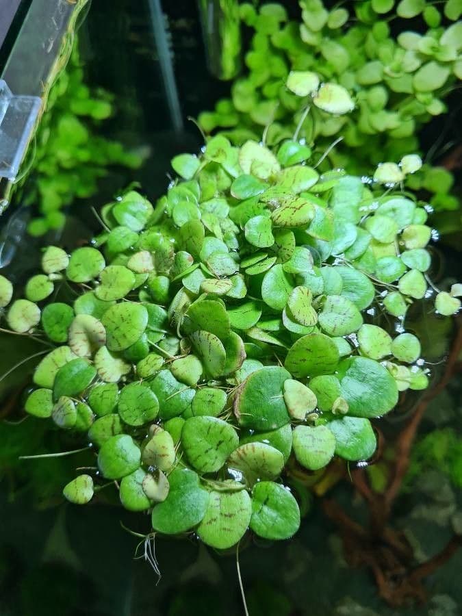 Phyllanthe flottant 2