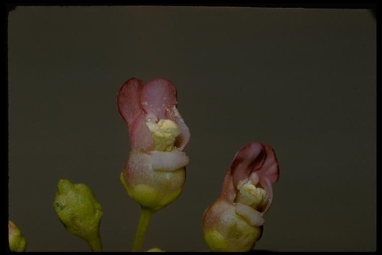 Scrofularia lanceolata 3
