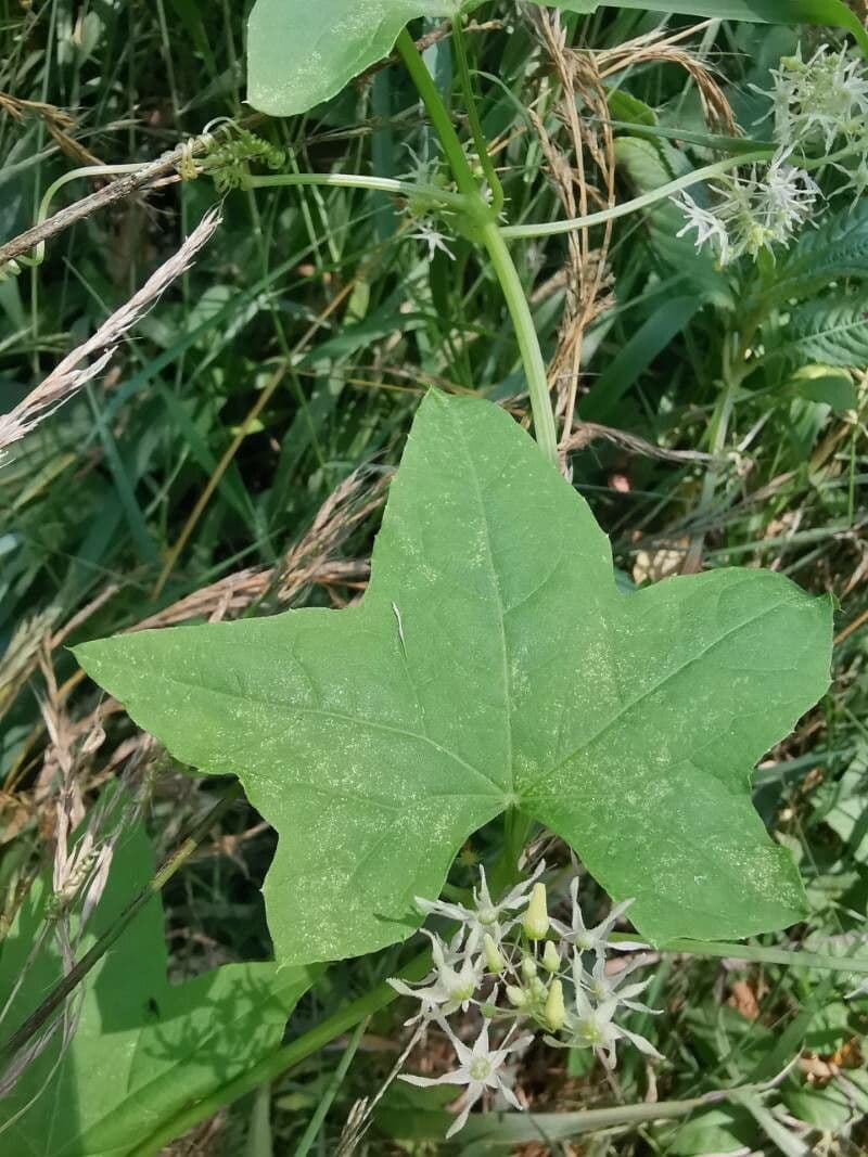 Zucca spinosa 17