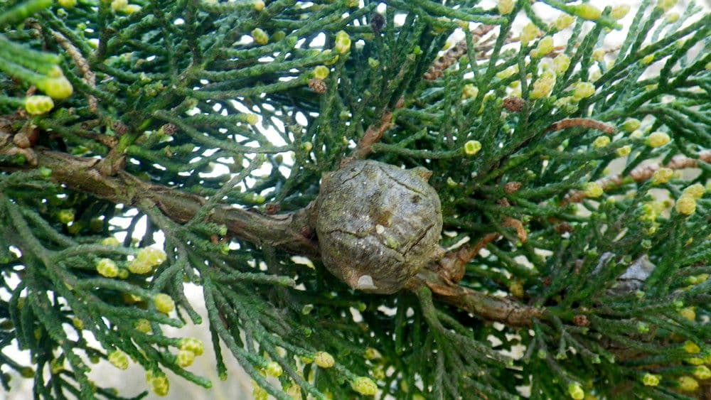 Cipresso di Monterey 3