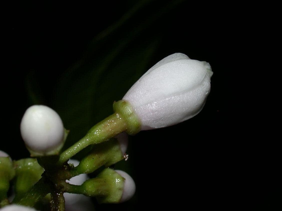 Adelobotrys 2