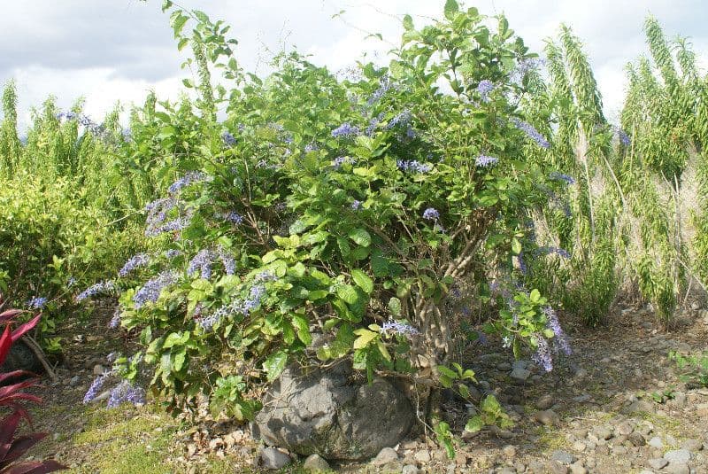 Königinnen-Ranke 7