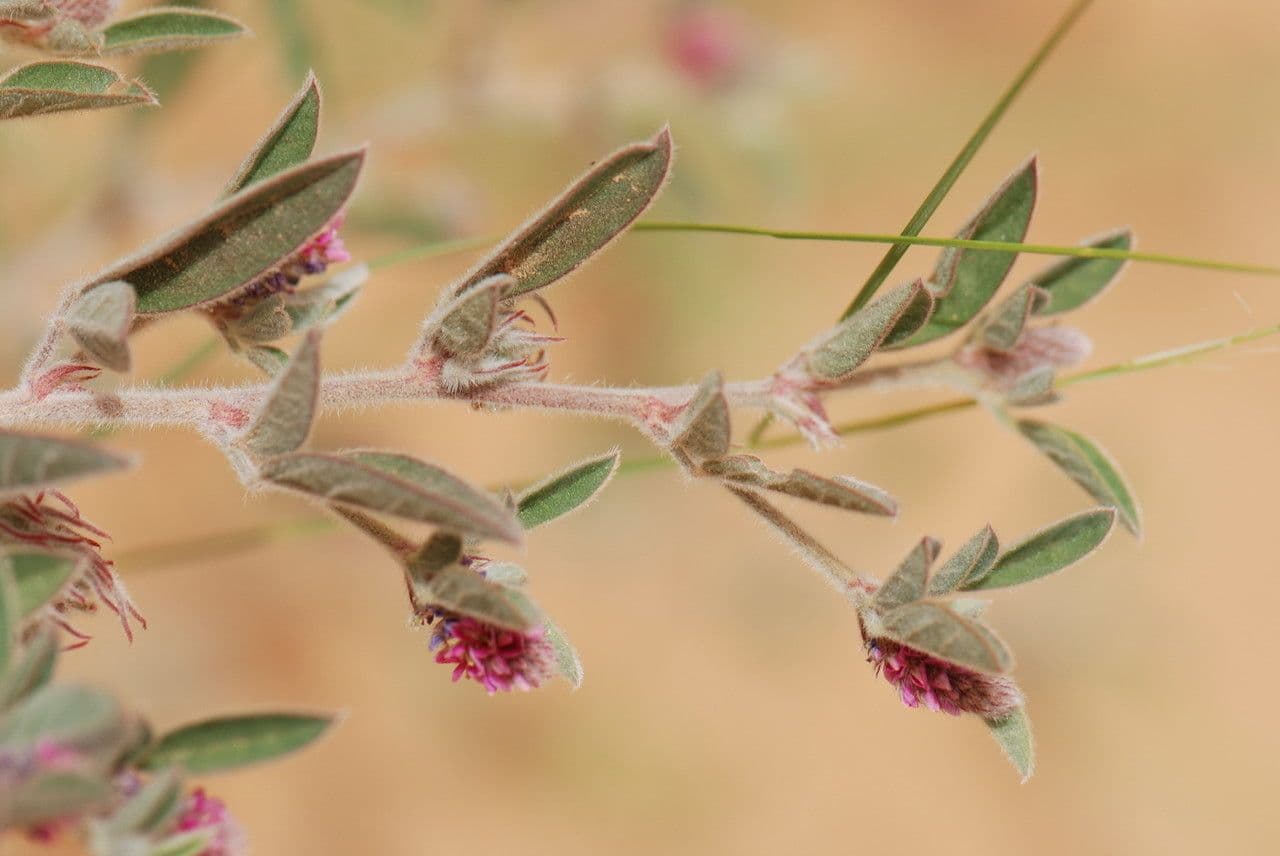 Indigofera diphylla 5