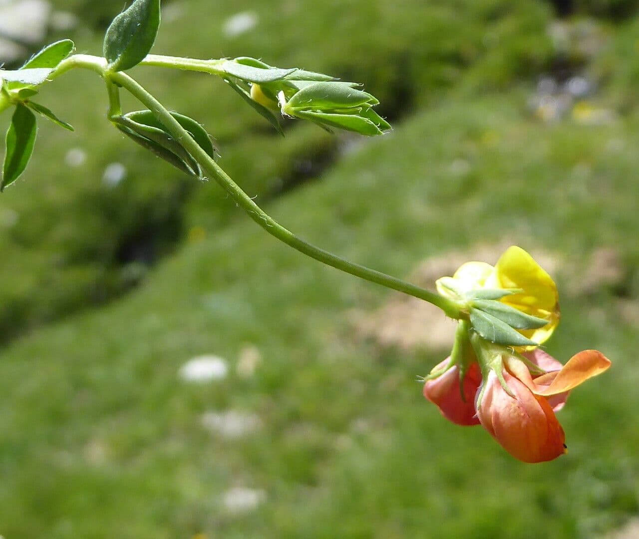 Lotier corniculé 24