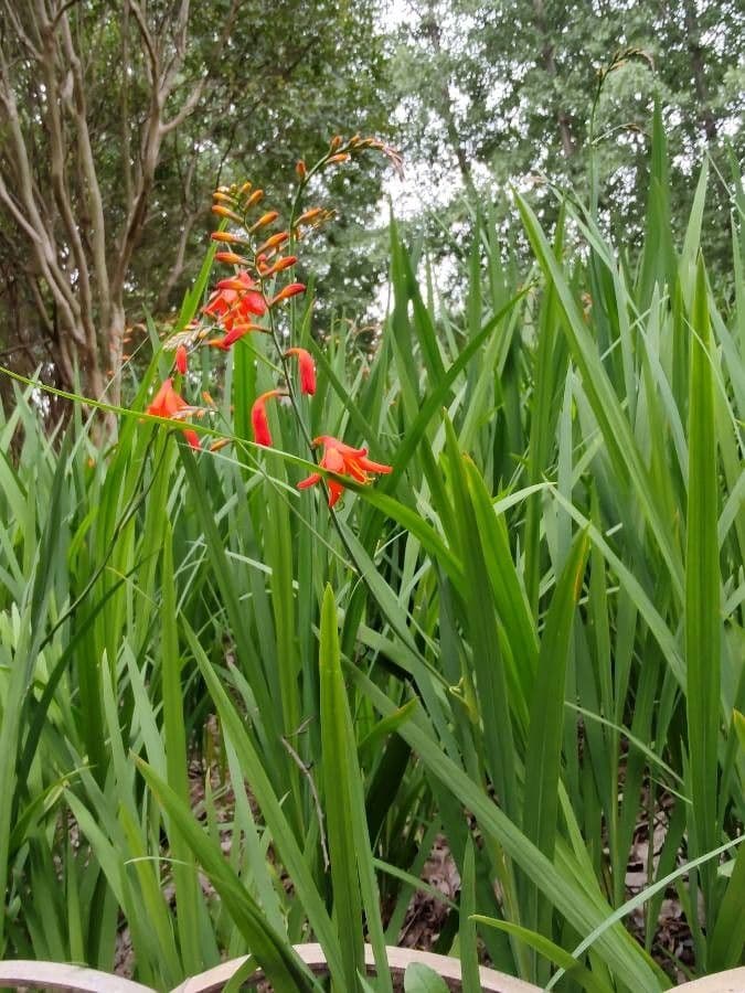 Montbretia 13