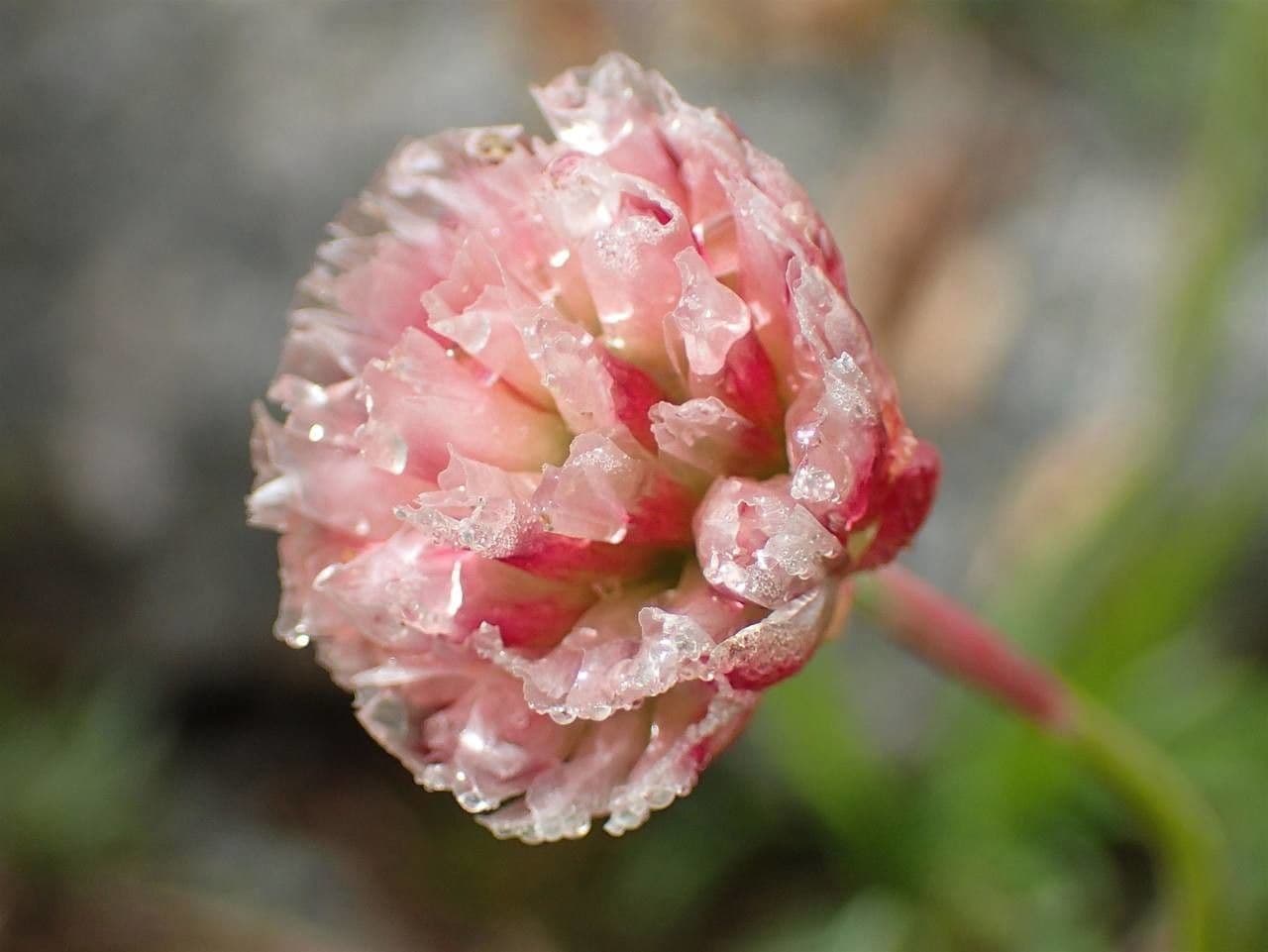 Armeria alpina 3