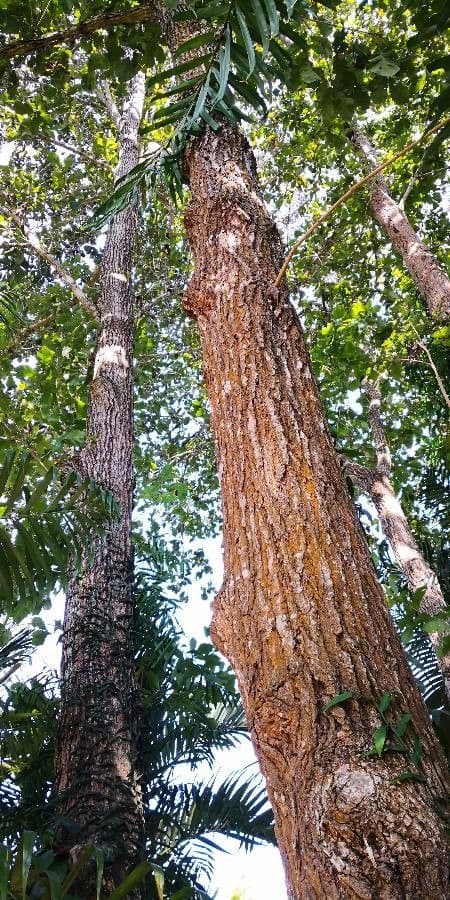 Quercia