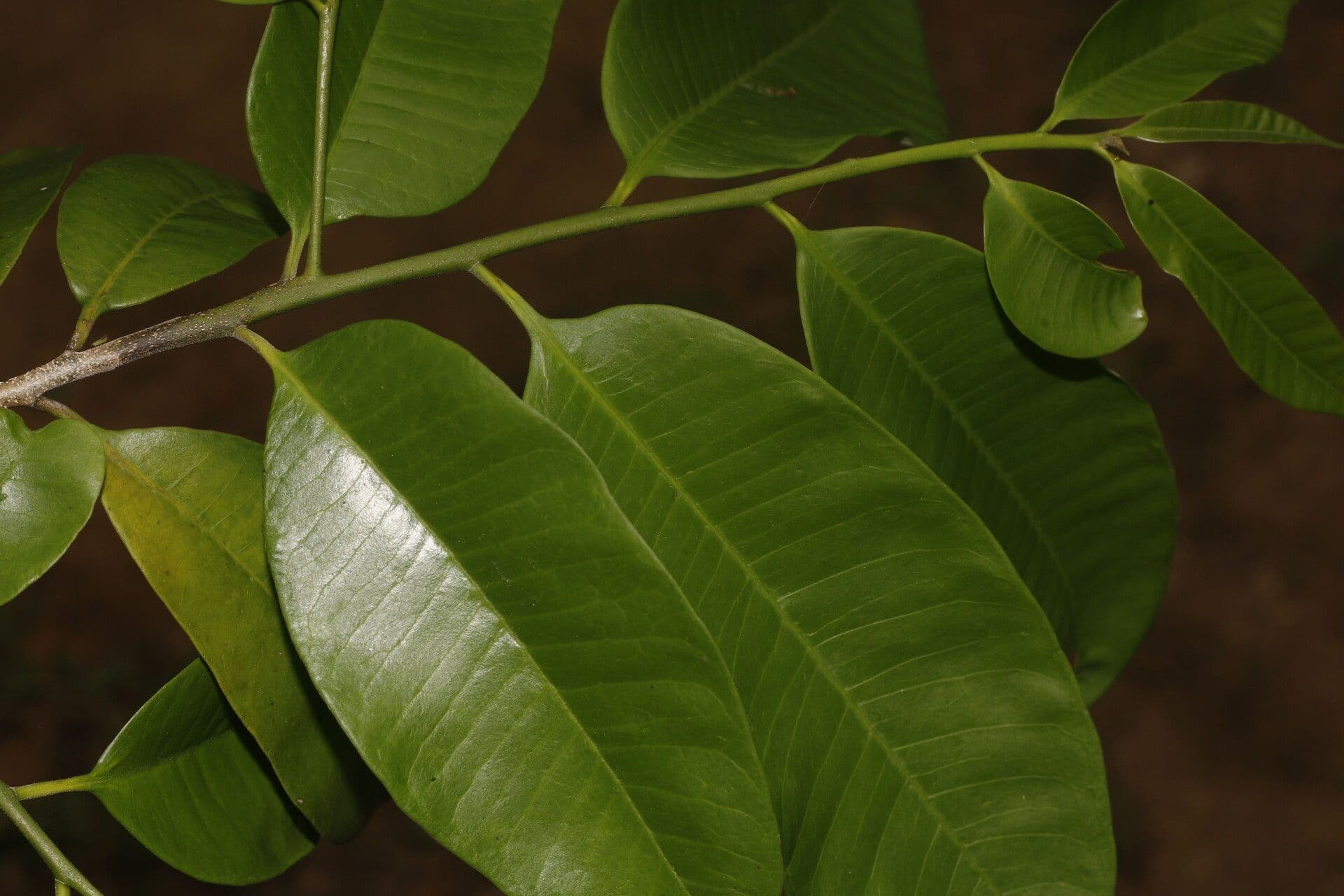 Aspidosperma 3