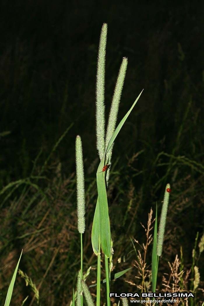 Codolina 30