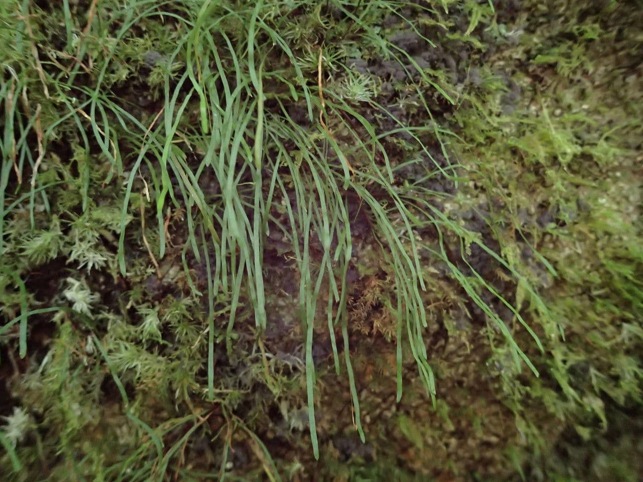 Haplopteris