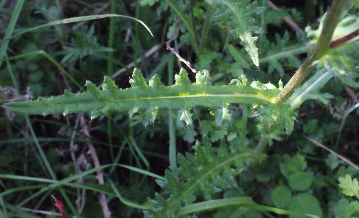 Cirsium filipendulum 11