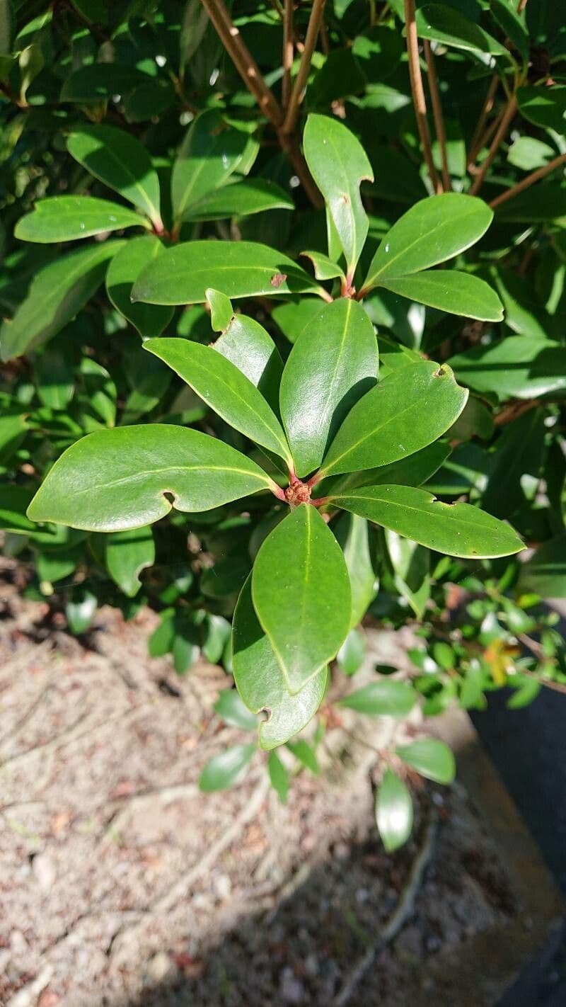 Ternstroemia 11