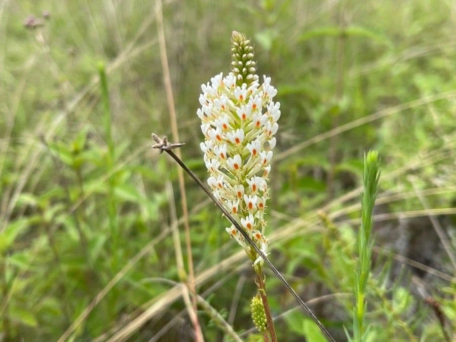 Hebenstretia 5