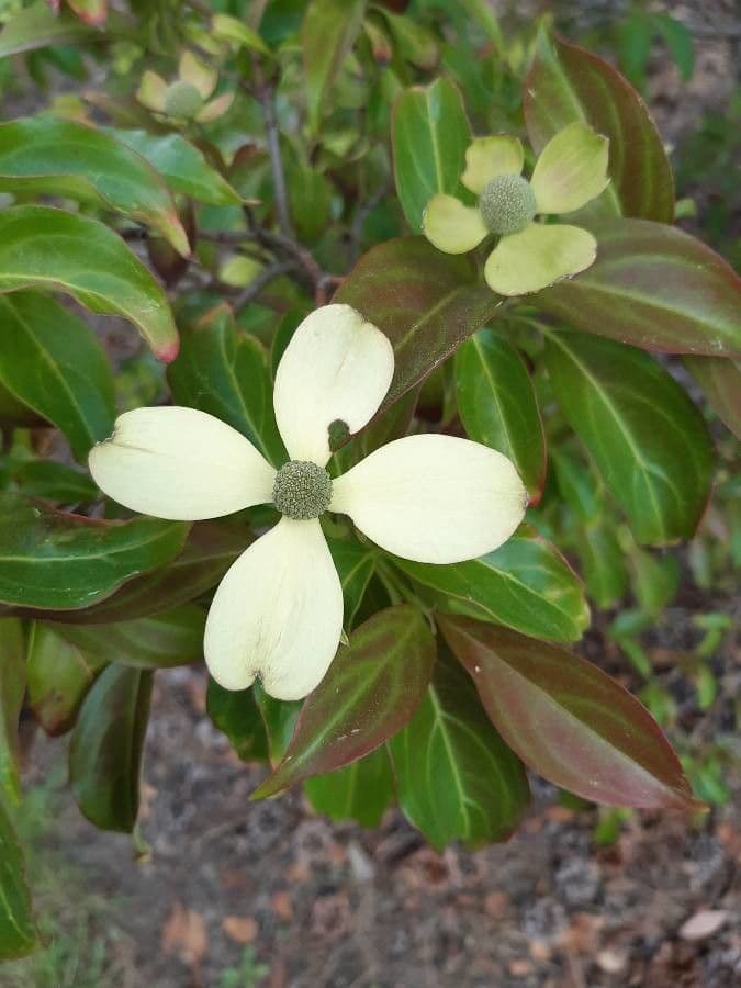 Cornus 5