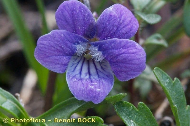 Violette pennée 3