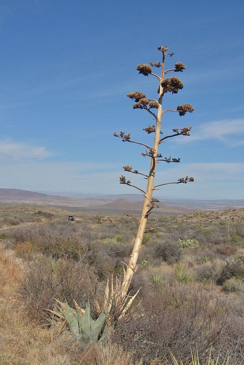 Havard-Agave 7