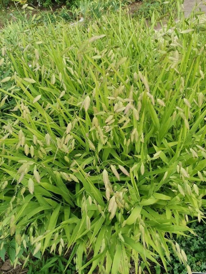 Chasmanthium latifolium 11