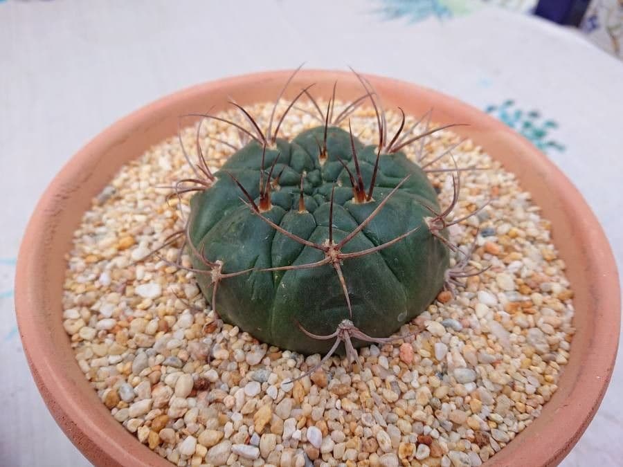 Gymnocalycium 20