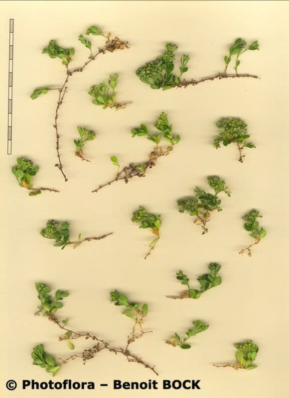 Polycarpon 18
