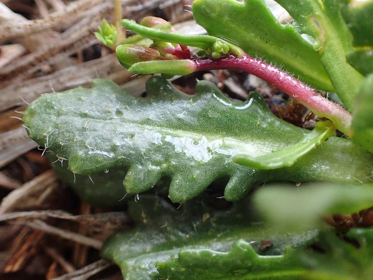 Arabis scabra 8