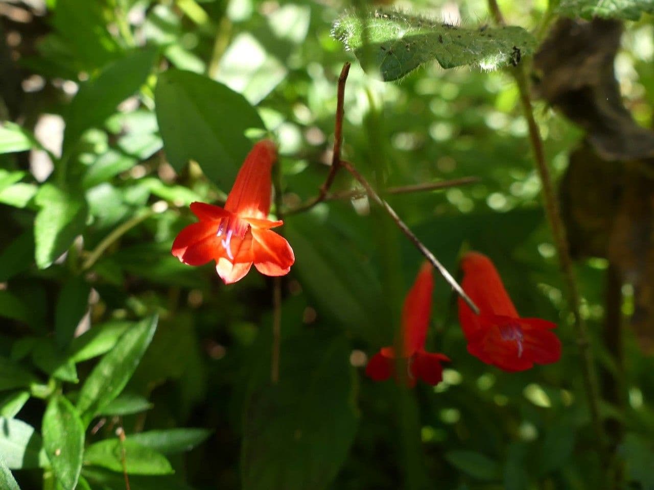 Ruellia brevifolia 5