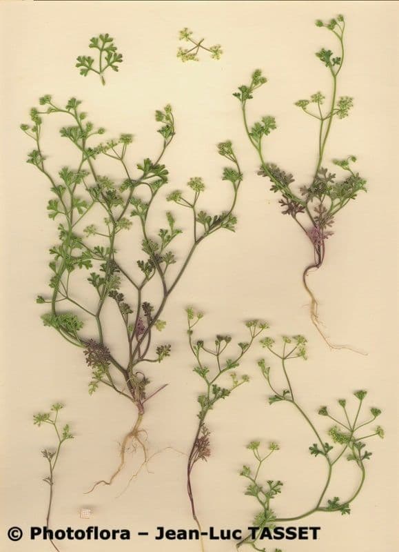 Stoibrax dichotomum 5