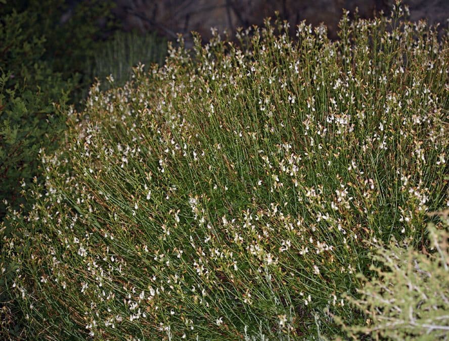 Keckiella a fiori corti 10