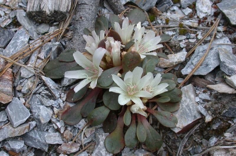 Lewisia 3