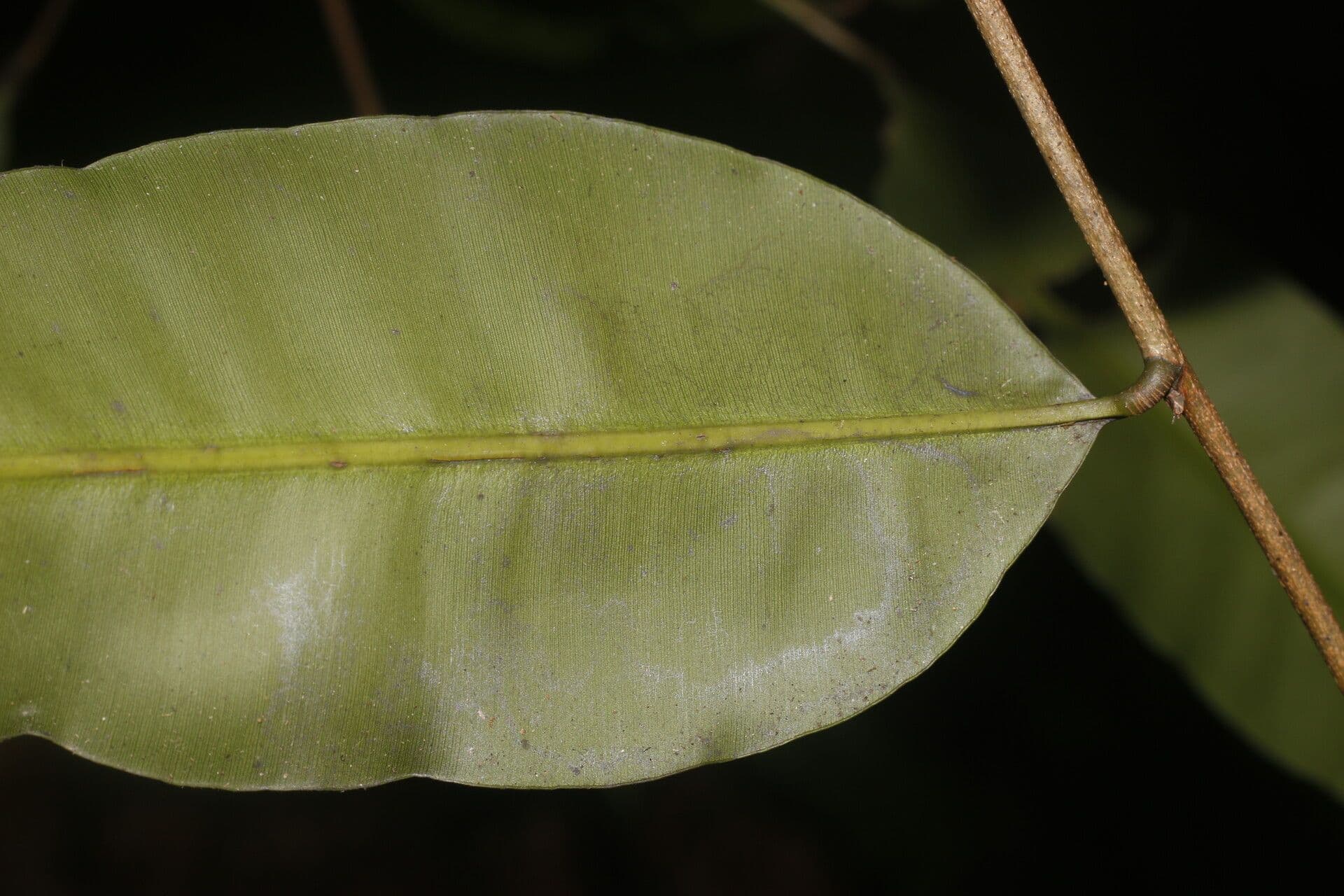 Elvasia 4