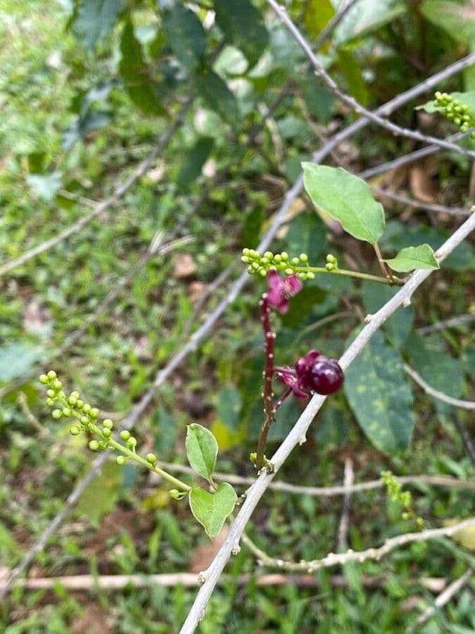 Trichostigma 3
