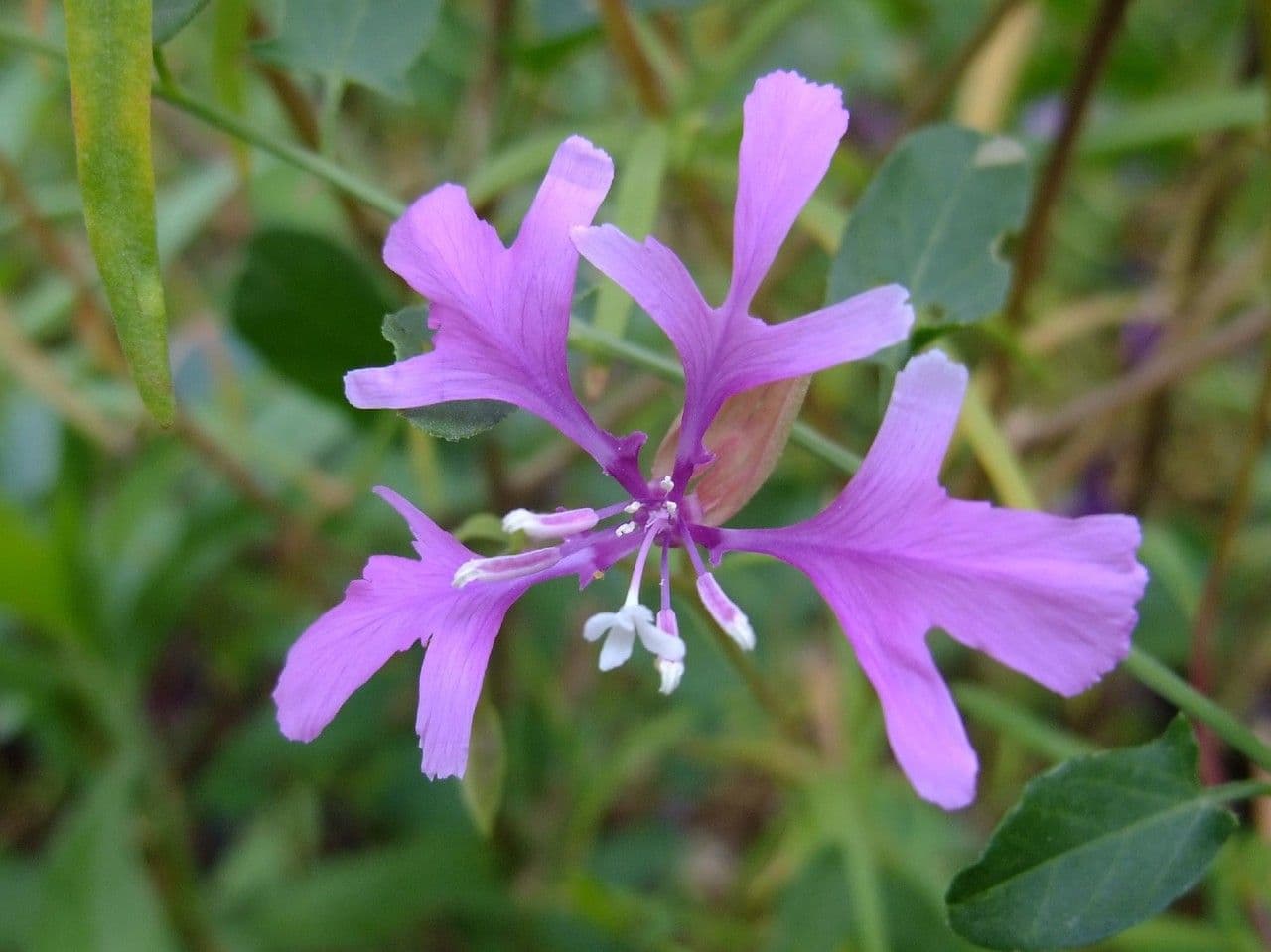 Schöne Clarkia 5