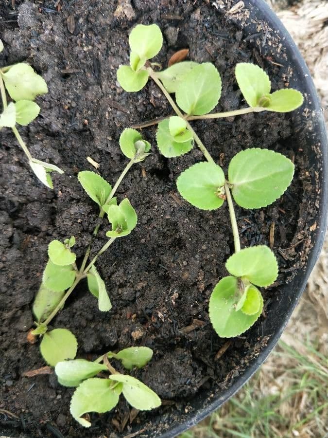 Mecardonia procumbens 13