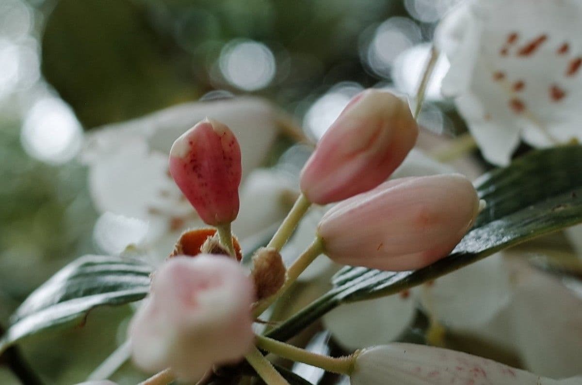 Rhododendron 28