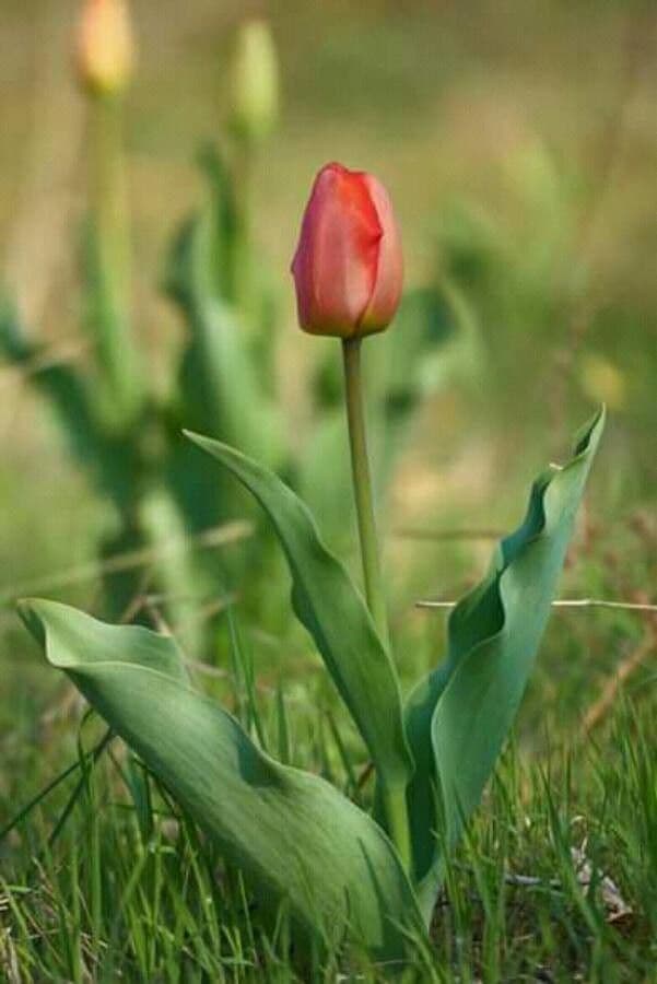 Tulipano 4