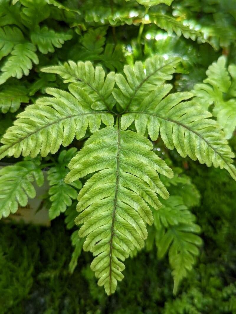 Pteris Greville'a 6