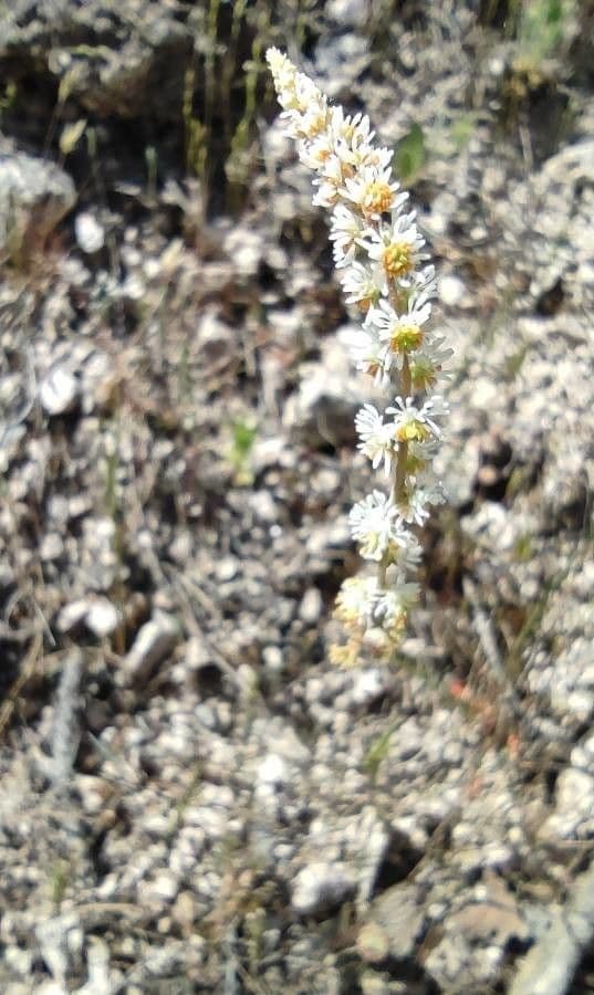 Sesamoides purpurascens 8
