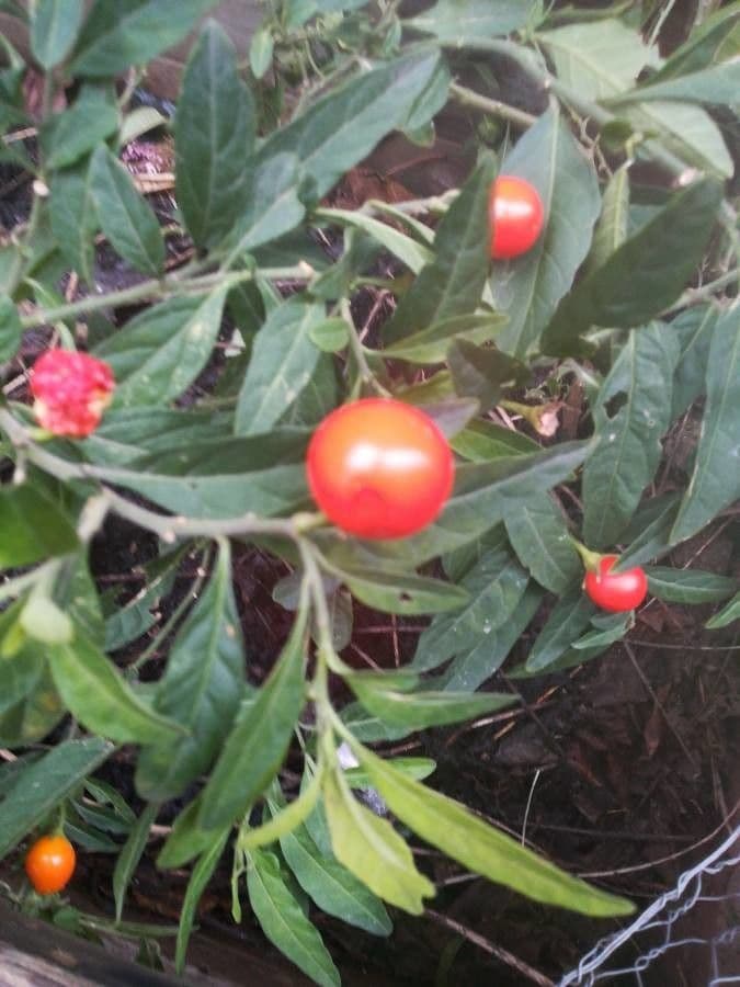 Solanum hindsianum