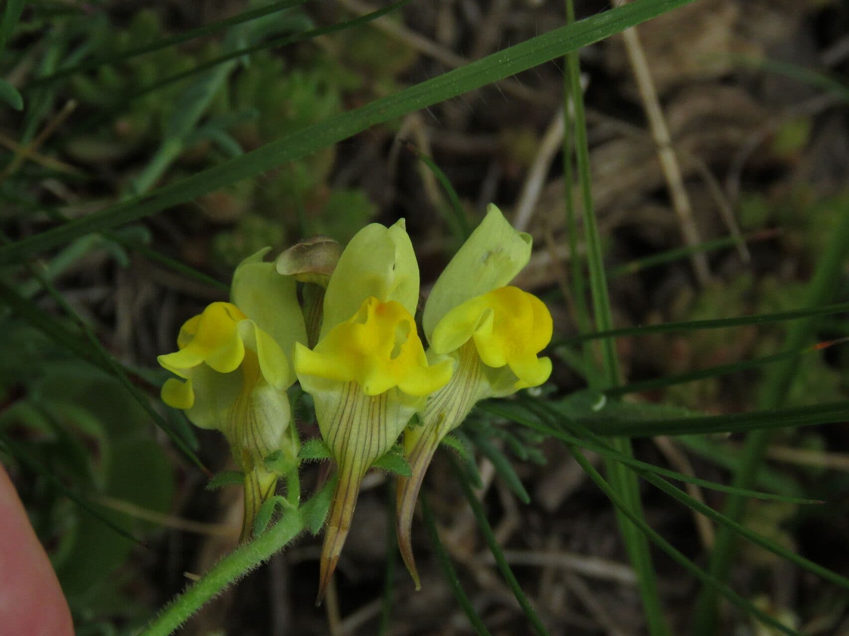 Linaria supina 8