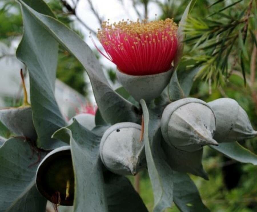 Eukalyptus